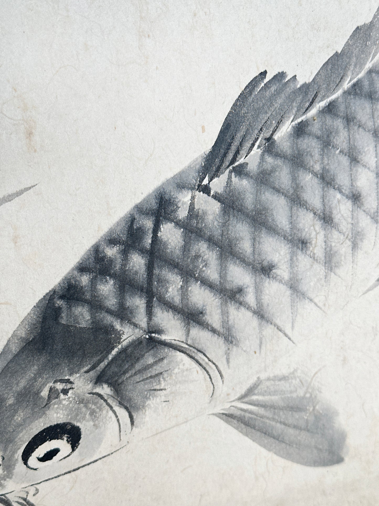 SHP258 - Obra de tinta Shikishi de peces Koi 鯉